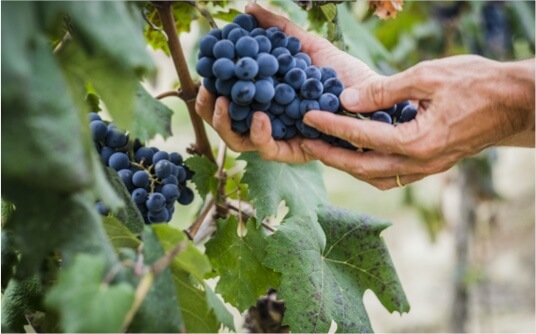 Offensive agence pour secteur viticulture